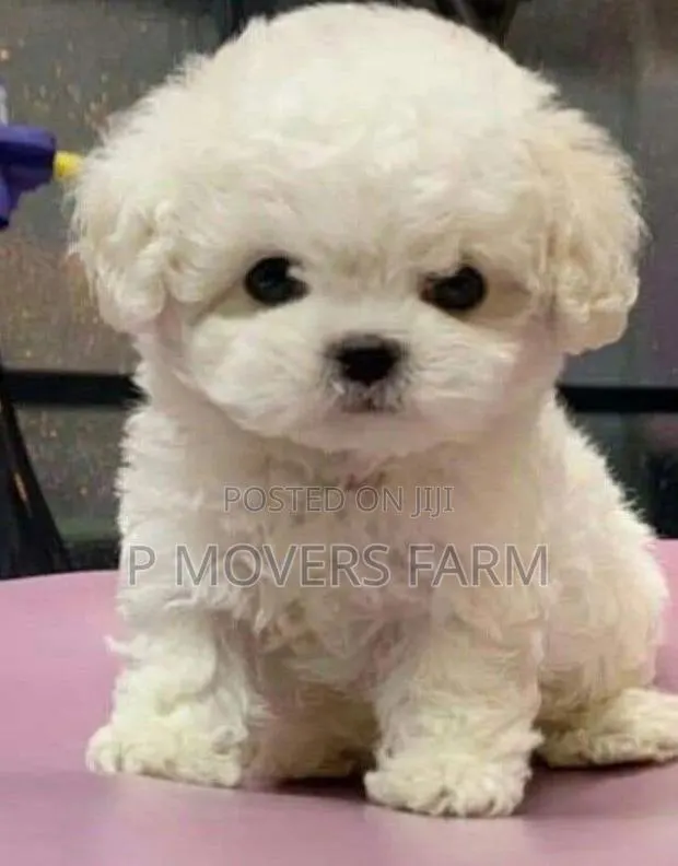 3-6 months Female Purebred Poodle · Photo 1