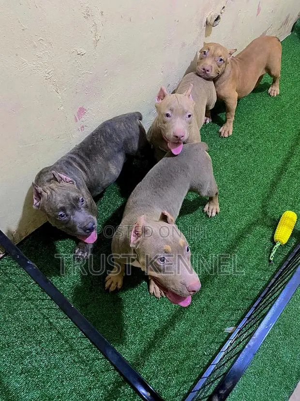1-3 months Male Purebred American Bully · Photo 1