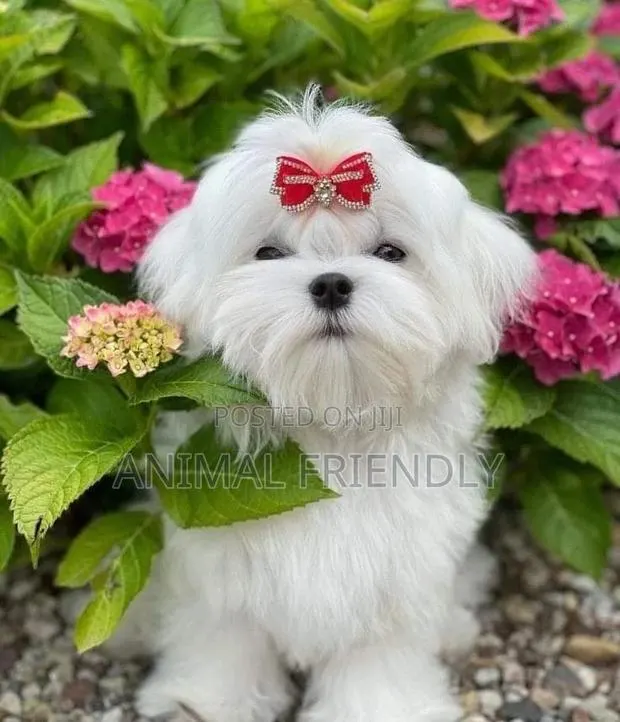 1-3 months Female Purebred Poodle · Photo 1