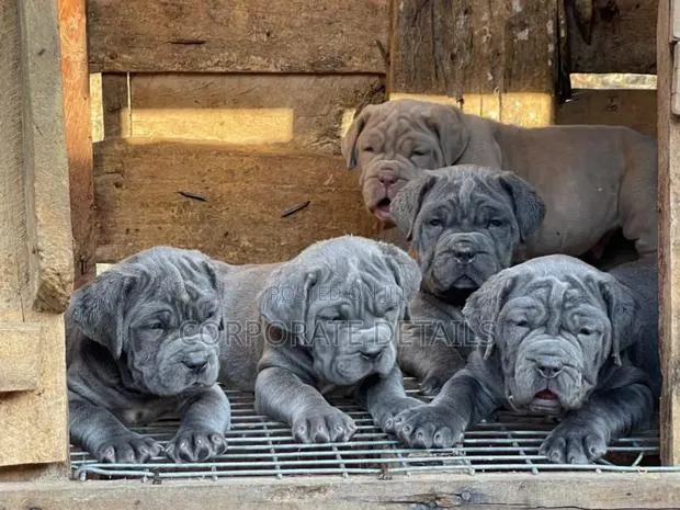 1-3 months Male Purebred Boerboel · Photo 1
