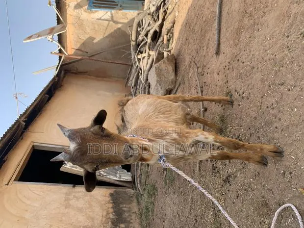 Buy Your Affordable Goat and Sheep. · Photo 1