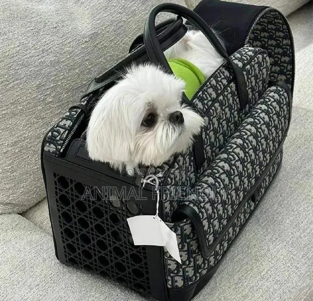 1-3 months Female Purebred Poodle · Photo 1