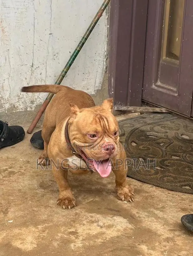 1-3 months Male Purebred American Bully · Photo 1
