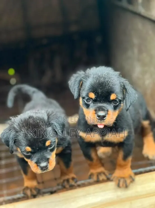 1-3 months Male Purebred Rottweiler · Photo 1