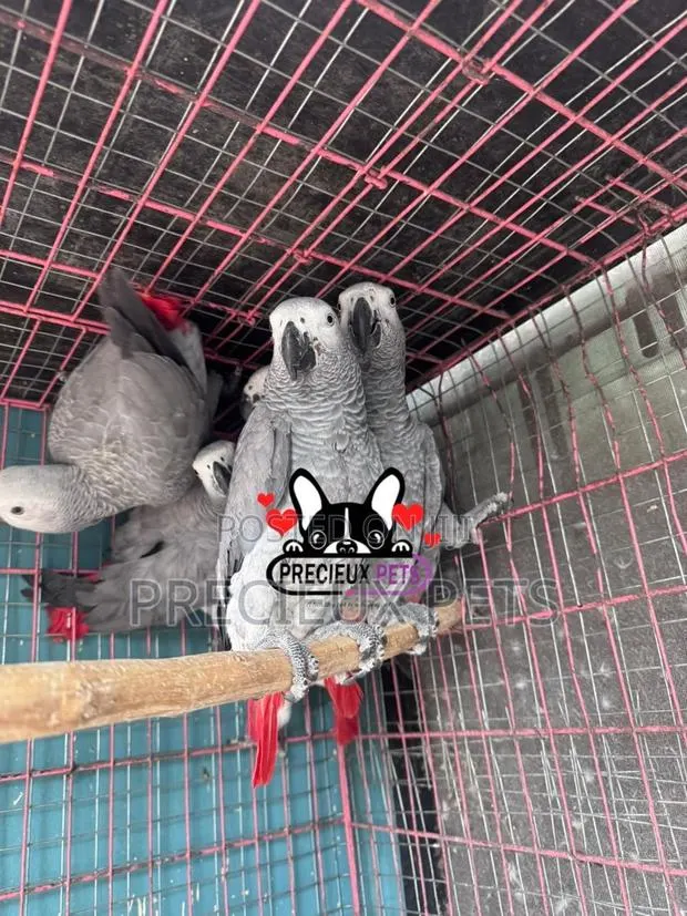 Congo African Grey · Photo 2