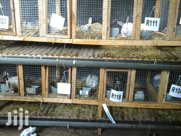 Top Quality Rabbits · Photo 1