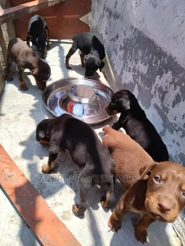 1-3 months Female Purebred Doberman Pinscher · Photo 1