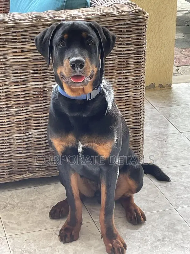 6-12 months Male Purebred Rottweiler · Photo 1