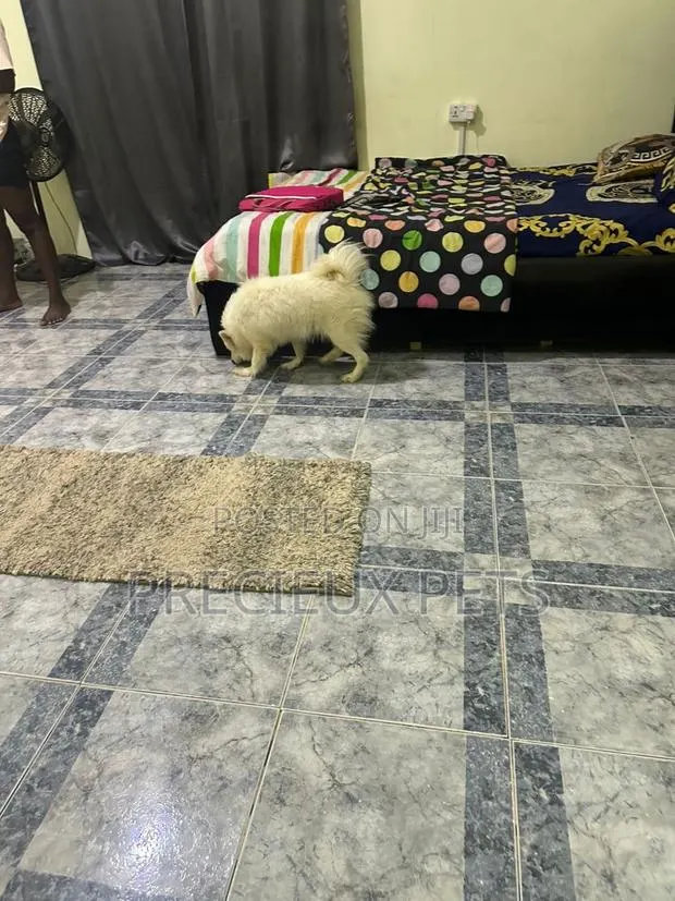 1+ year Female Purebred American Eskimo · Photo 1