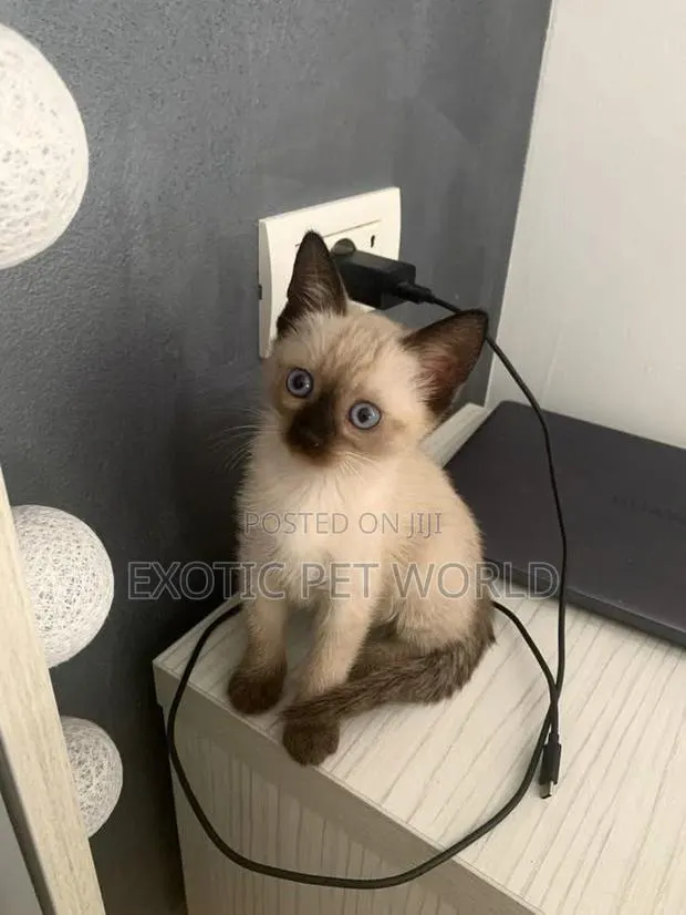1-3 months Female Purebred Siamese · Photo 1