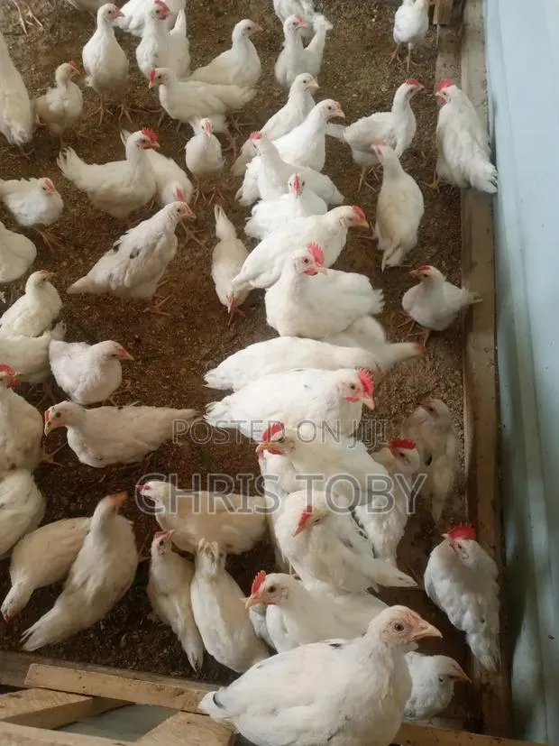Free Range Birds - Poultry Farming · Photo 1