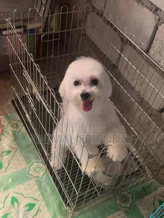 1-3 months Male Purebred Maltese · Photo 1