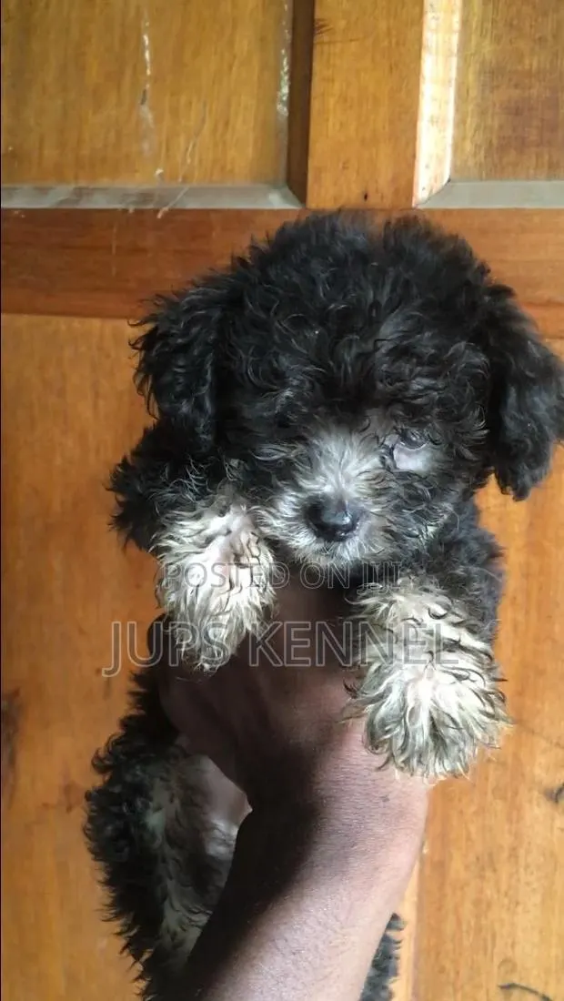 1-3 months Male Purebred Poodle · Photo 1