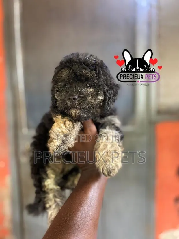 1-3 months Female Purebred Poodle · Photo 1