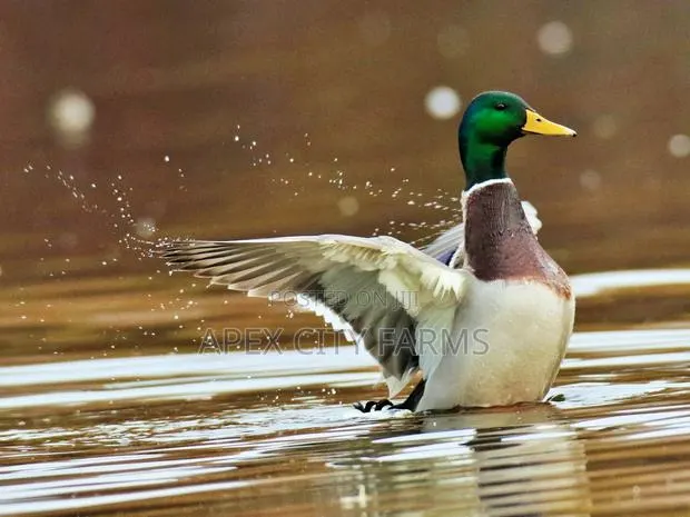 Mallard Duck Pair in Ghana free Delivery · Photo 1