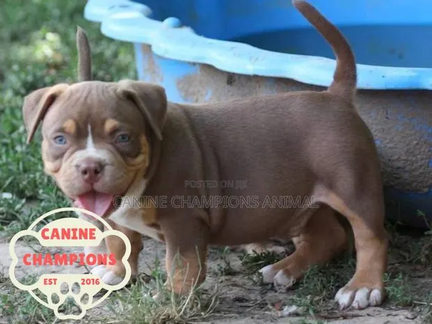 1-3 months Female Purebred American Bully · Photo 1