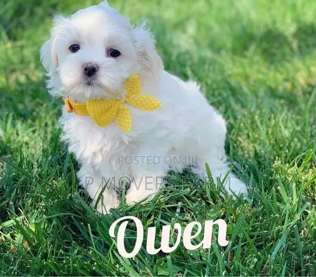 1-3 months Female Purebred Bichon Frise · Photo 1