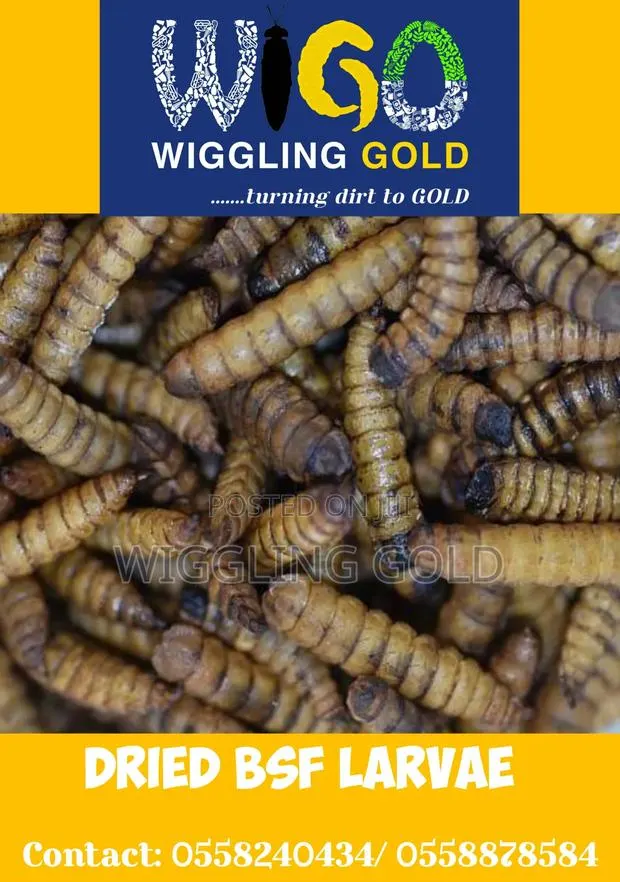 Black Soldier Fly Larvae for Sale · Photo 1