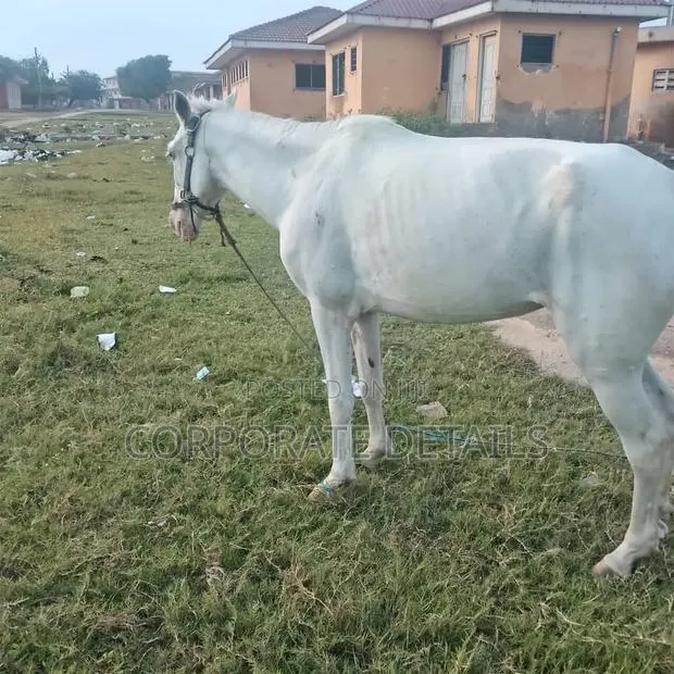 Horses (White) · Photo 1