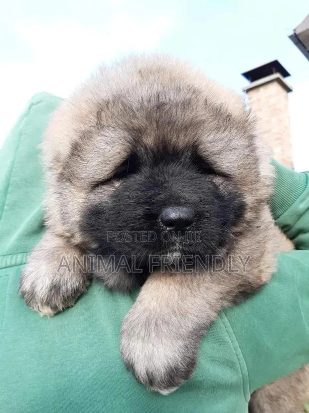 1-3 months Female Purebred Caucasian Shepherd · Photo 1