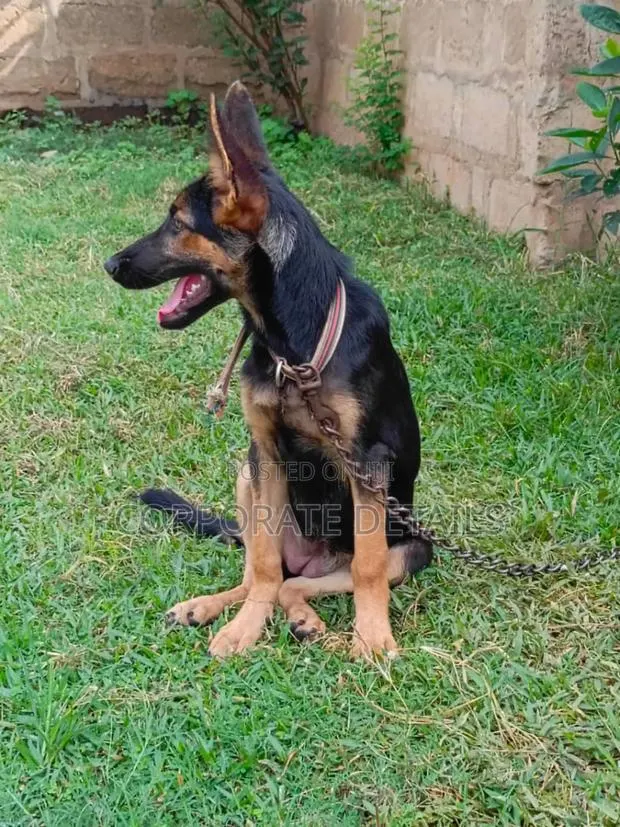 3-6 months Female Purebred German Shepherd · Photo 1