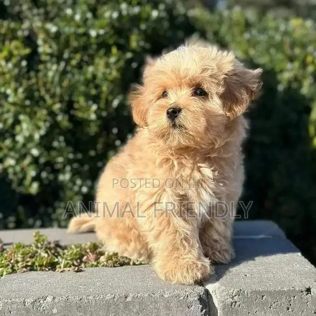 1-3 months Male Purebred Poodle · Photo 1