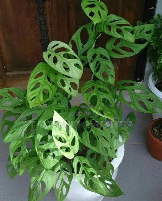 Monstera Adansonii, Beautiful Climbing Indoor Plant for Sale · Photo 1
