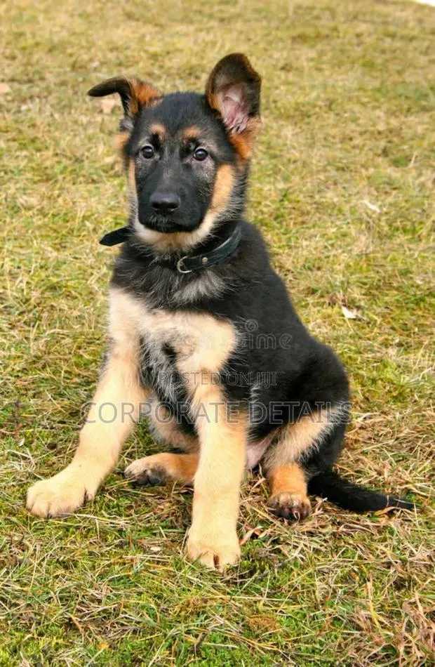 1-3 months Male Purebred German Shepherd · Photo 1