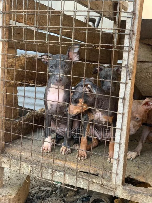 1-3 months Female Purebred American Pit Bull Terrier · Photo 1