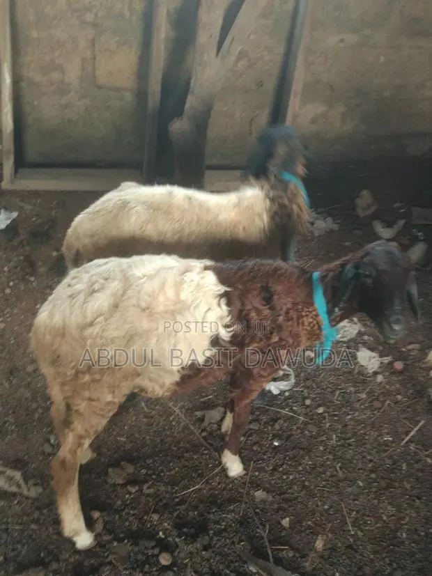 The Animals Sell · Photo 1
