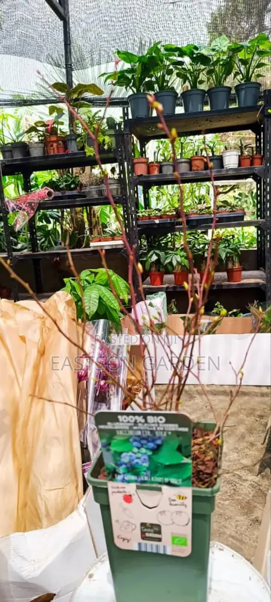 Exotic Blueberry Seedlings · Photo 2
