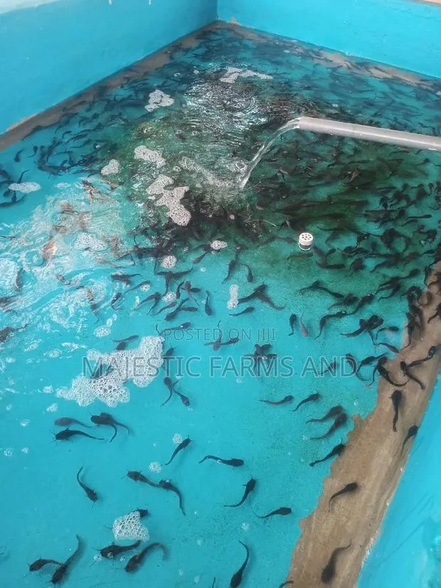 Catfish Fingerlings And Juveniles For Sale · Photo 1