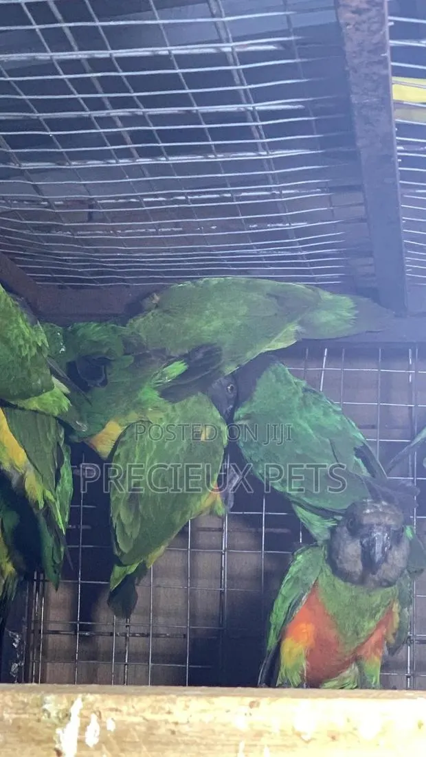Domesticated Senegalese Parrot · Photo 1