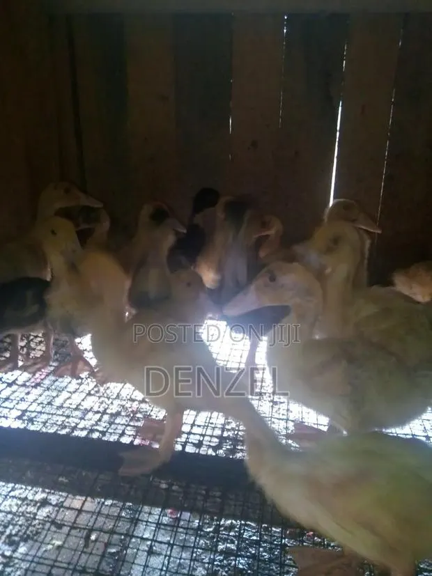 Pekin Duck · Photo 1