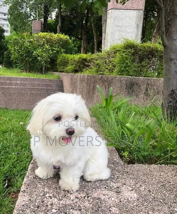 1-3 months Female Purebred Lhasa Apso · Photo 1