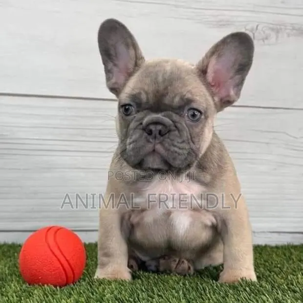 1-3 months Female Purebred French Bulldog · Photo 1