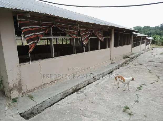 Pourtly Farm for Sale at Offinso Daaso · Photo 1