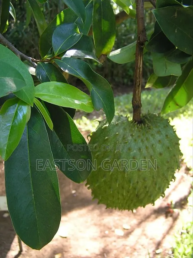 Exotic Soursop Seedlings · Photo 4