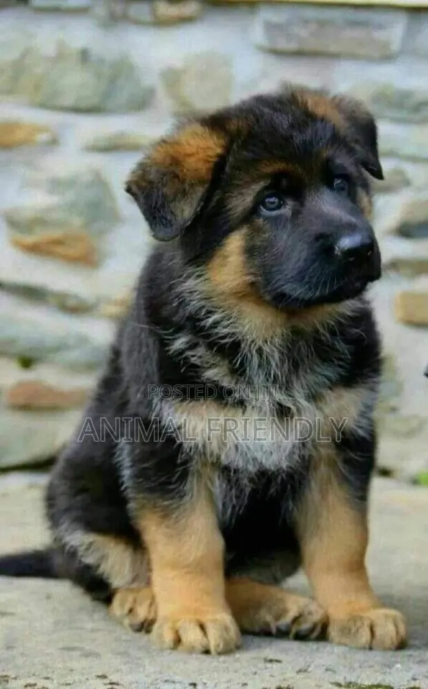 1-3 months Male Purebred German Shepherd · Photo 1