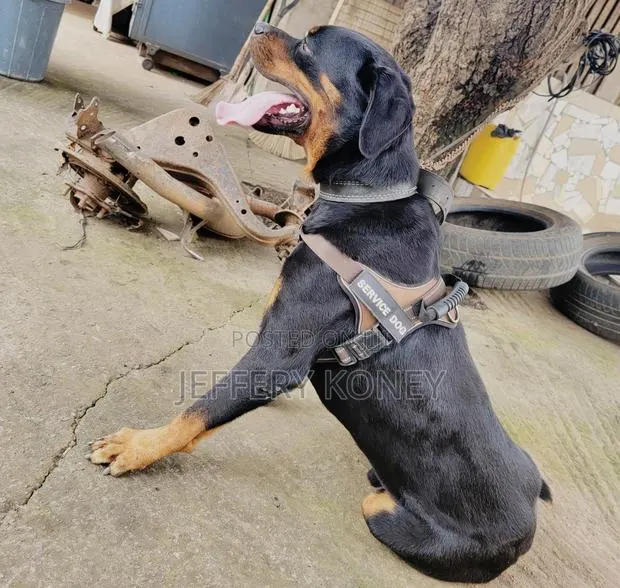 1+ year Male Purebred Rottweiler · Photo 1