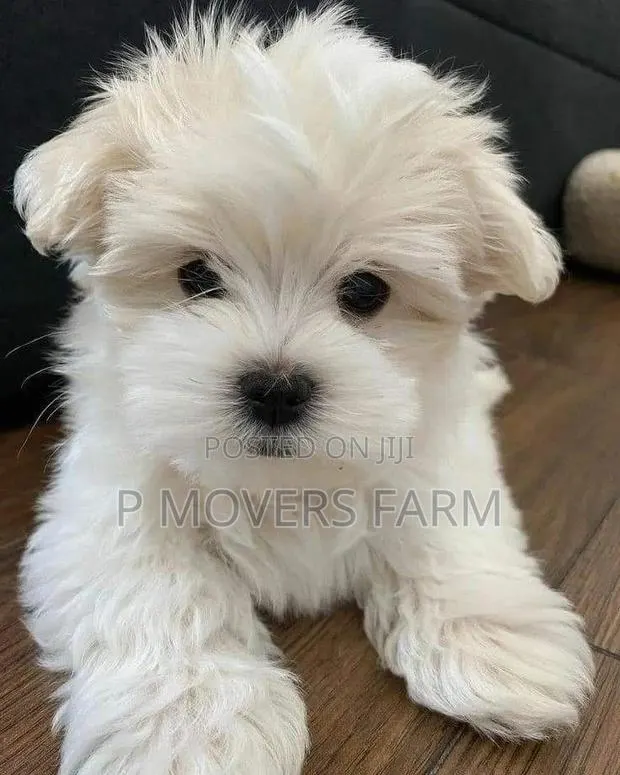 1-3 months Male Purebred Maltese · Photo 1