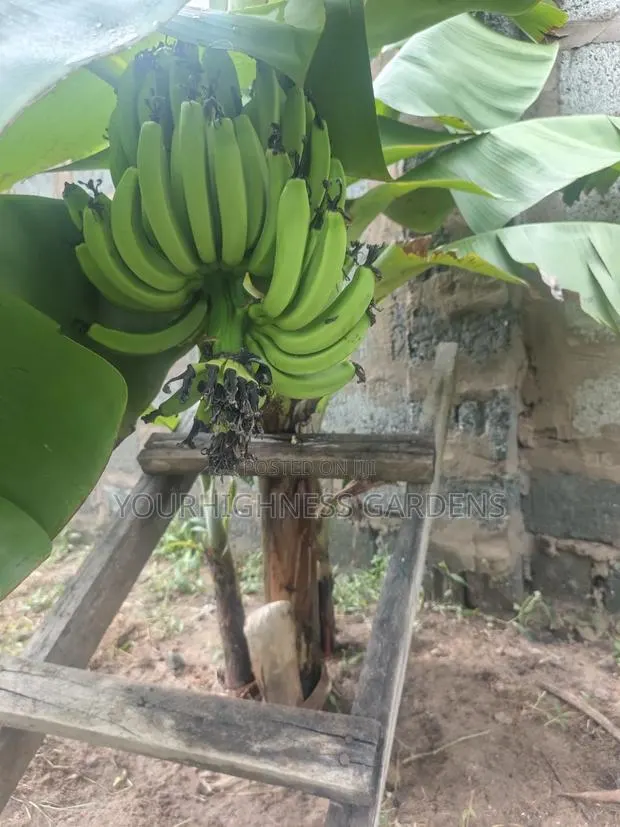 Cavendish Dwarf Banana · Photo 1