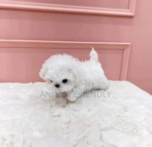 1-3 months Male Purebred Poodle · Photo 1