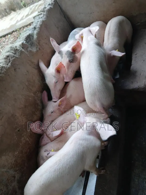 Weaners Pigs Available for Sale · Photo 4