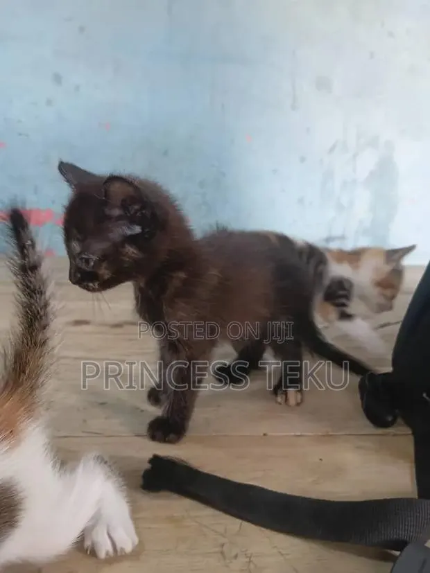 1-3 months Female Purebred Cat · Photo 3