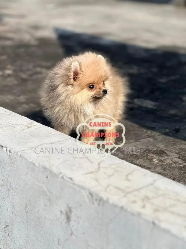 1-3 months Female Purebred Pomeranian · Photo 1
