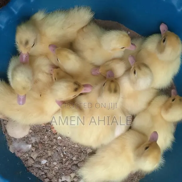 Exotic Pure White Muscovy Ducklings for Sale · Photo 1