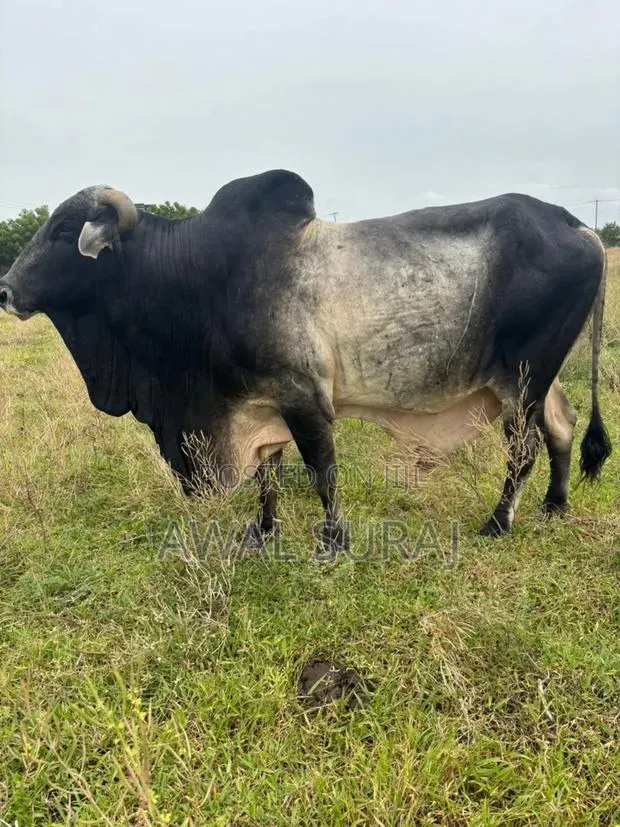 Livestock and Butchery · Photo 1