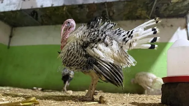 Day Old Turkey Poults Full Grown Turkeys · Photo 1