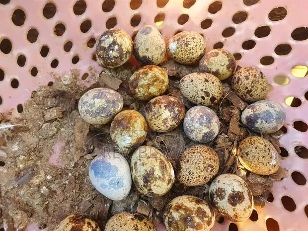 Contact for You Quail Eggs · Photo 1